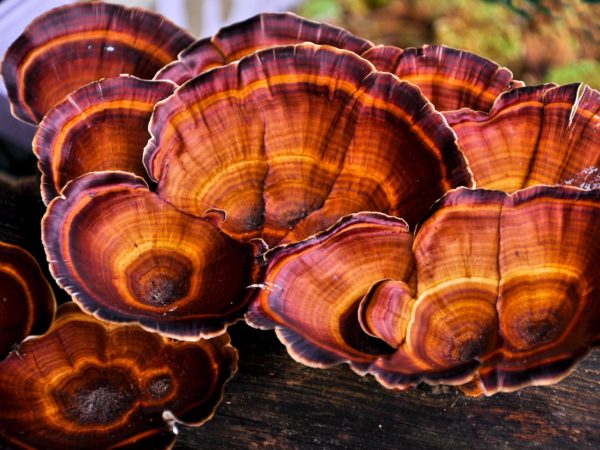Ready For Reishi Mushrooms? | Hair, Skin & Nails | Andrew Weil, M.D.