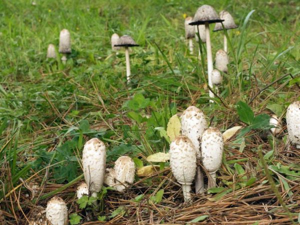 Coprinus Mushroom Benefits? | Hair, Skin & Nails | Andrew Weil, M.D.