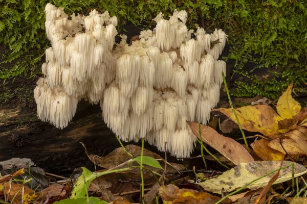 Lion's Mane Mushrooms For Nerve Damage? | Andrew Weil, M.D.