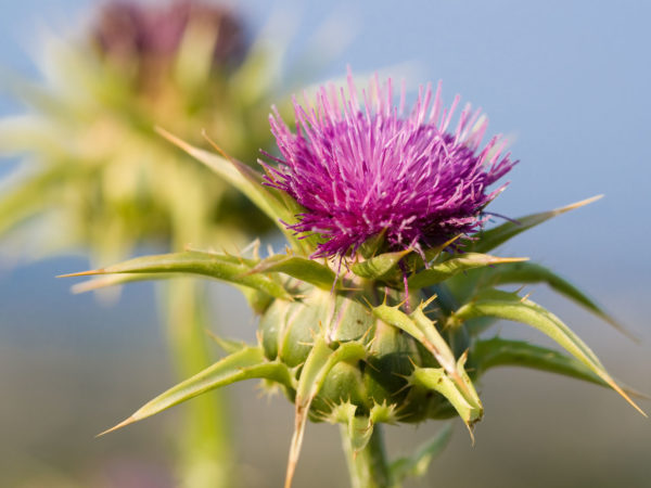 A Milk Thistle | Herbs & Remedies | Andrew Weil, M.D.