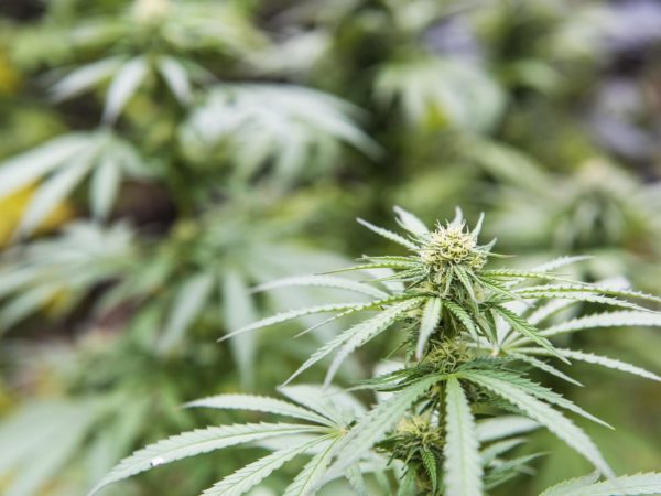 Using CBD Oil For Pain Relief? | Hemp, Cannabis & Marijuana | Andrew Weil, M.D.